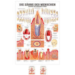 Lehrtafel "Gesunde Z&auml;hne", LxB 100x70 cm