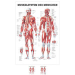 Lehrtafel "Menschliches Muskelsystem", LxB 100x70 cm,