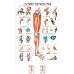 Lehrtafel "Untere Extremit&auml;t", LxB 100x70 cm