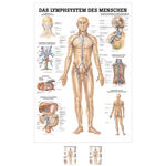 Lehrtafel "Das Lymphsystem", LxB 100x70 cm