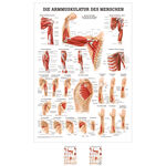 Mini-Poster "Armmuskulatur", LxB 33x23 cm
