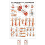 Mini-Poster "Handmuskulatur", LxB 33x23 cm