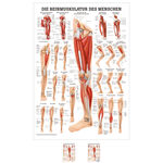 Mini-Poster "Die Beinmuskulatur", LxB 33x23 cm