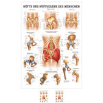 Mini-Poster "H&uuml;fte u. H&uuml;ftgelenk", LxB 33x23 cm