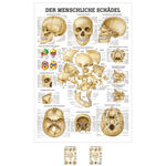 Mini-Poster "Sch&auml;del und Sch&auml;delknochen", LxB 33x23 cm
