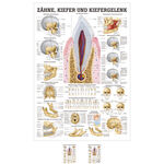 Mini-Poster "Z&auml;hne und Kiefergelenk", LxB 33x23 cm