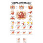 Lehrtafel "Beckenbodenmuskulatur", LxB 100x70 cm