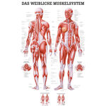 Lehrtafel "Weibliches Muskelsystem", LxB 100x70 cm