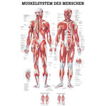 Poster "Muskelsystem", LxB 75x50 cm