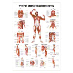 Mini-Poster "Tiefe Muskelschichten-Brust", LxB 33x23 cm