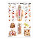 Mini-Poster "Vegetatives Nervensystem", LxB 33x23 cm, laminiert