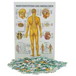 Puzzle Nervensystem, 50x37 cm, 500 Teile