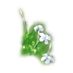 Aroma-Essenz Jasmin f�r Intensiv-Luftbefeuchter, 10 ml