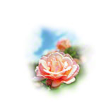 Aroma-Essenz Rose f�r Intensiv-Luftbefeuchter, 10 ml