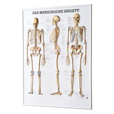 Skelett Modell - Relieftafel