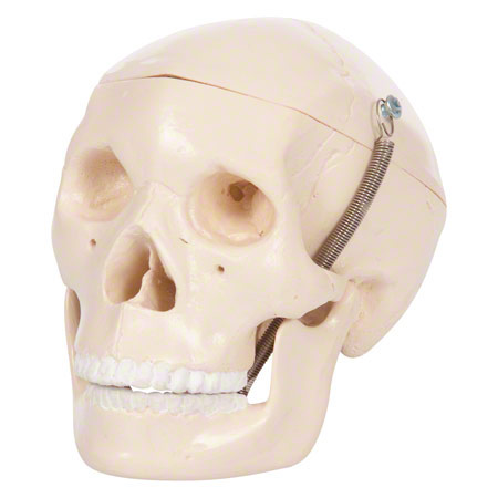 Anatomische Modelle - Mini-Schädel, 3-tlg.