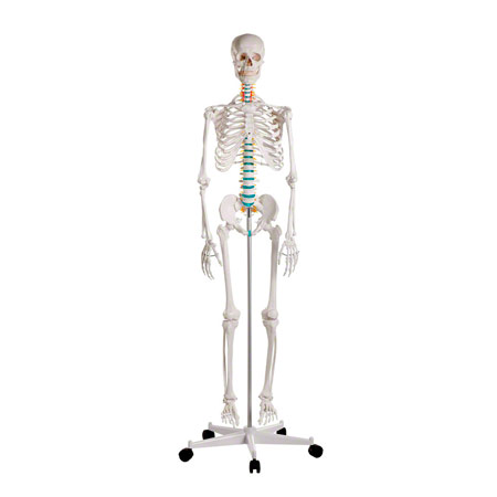 menschliches Skelett - Skelett Standard inkl. Stativ, 180 cm