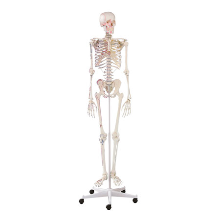 Anatomische Modelle - Skelett mit Muskeldarstellung inkl. Stativ, 180 cm