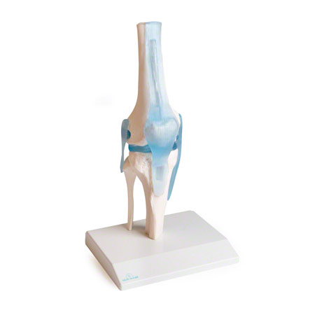 Anatomische Modelle - Kniegelenk, LxBxH 13x13x40 cm