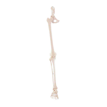 Anatomische Modelle - Beinskelett mit Fuß und halbem Becken, beweglich