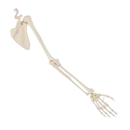 Skelett Modell - Armskelett mit Hand und Schulter, beweglich