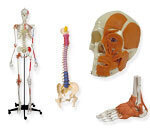 Anatomische Modelle