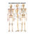 Lehrtafel Das menschliche Skelett, LxB 100x70 cm