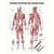 Lehrtafel Menschliches Muskelsystem, LxB 100x70 cm,