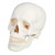 Anatomisches Modell Schdel, 4-tlg.