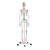 Skelett Standard inkl. Stativ, 180 cm