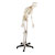 Skelett inkl. Stativ, 180 cm, flexibel