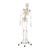 Skelett inkl. Stativ, 180 cm, flexibel