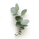 Eukalyptus