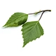 Nordische Birke