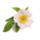 Wildrose