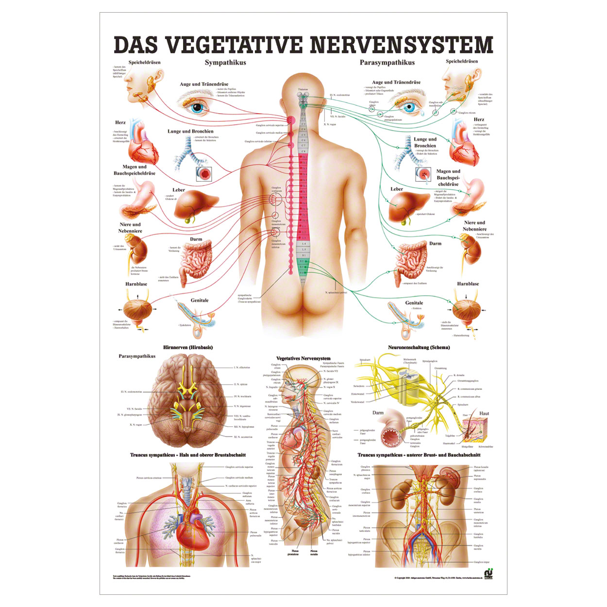 Vegetatives Nervensystem Lehrtafel Anatomie 100x70 cm medizinische Lehrmittel<br> Nicht Laminiert