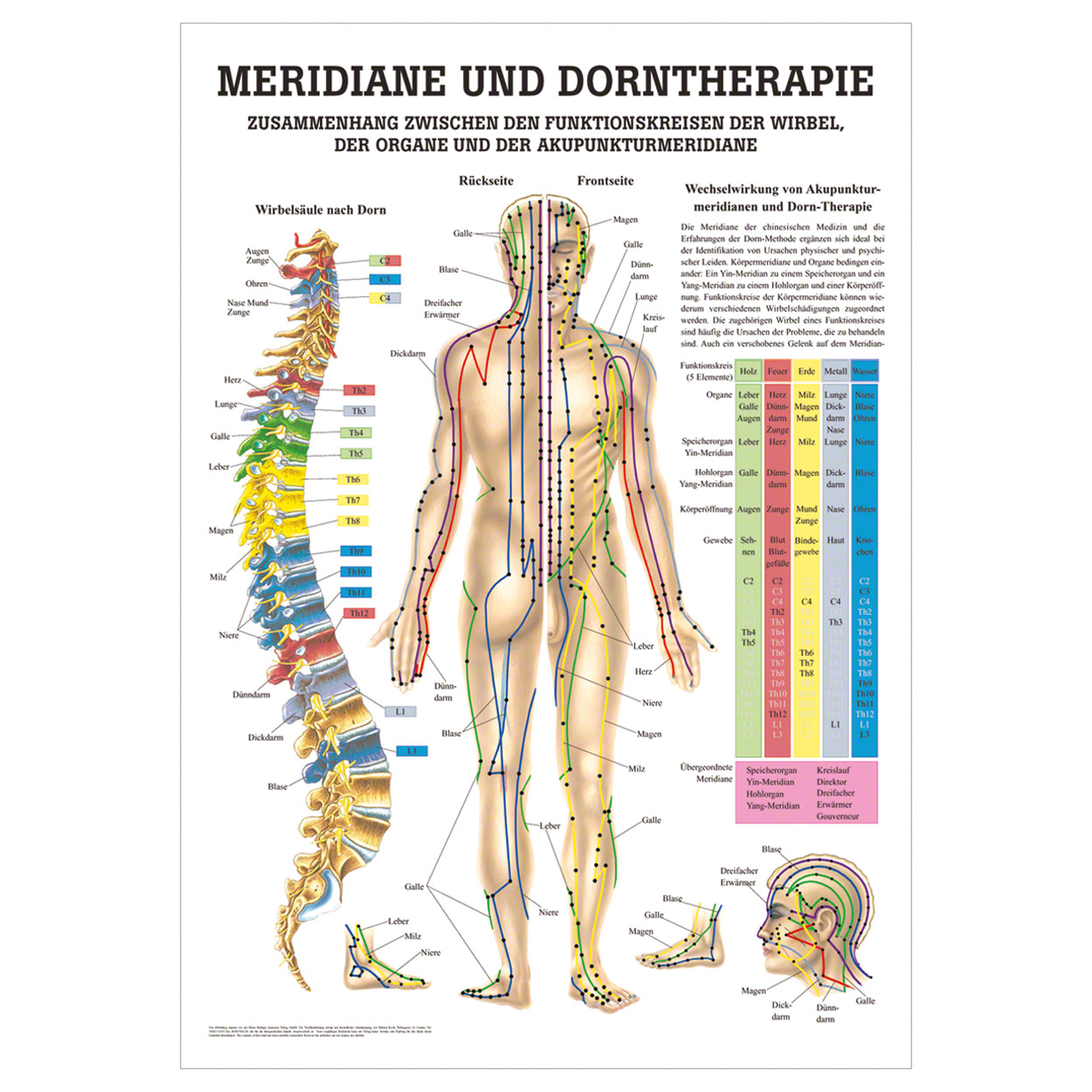 Meridiane u. Dorn Lehrtafel Anatomie 100x70 cm medizinische Lehrmittel<br> Nicht Laminiert