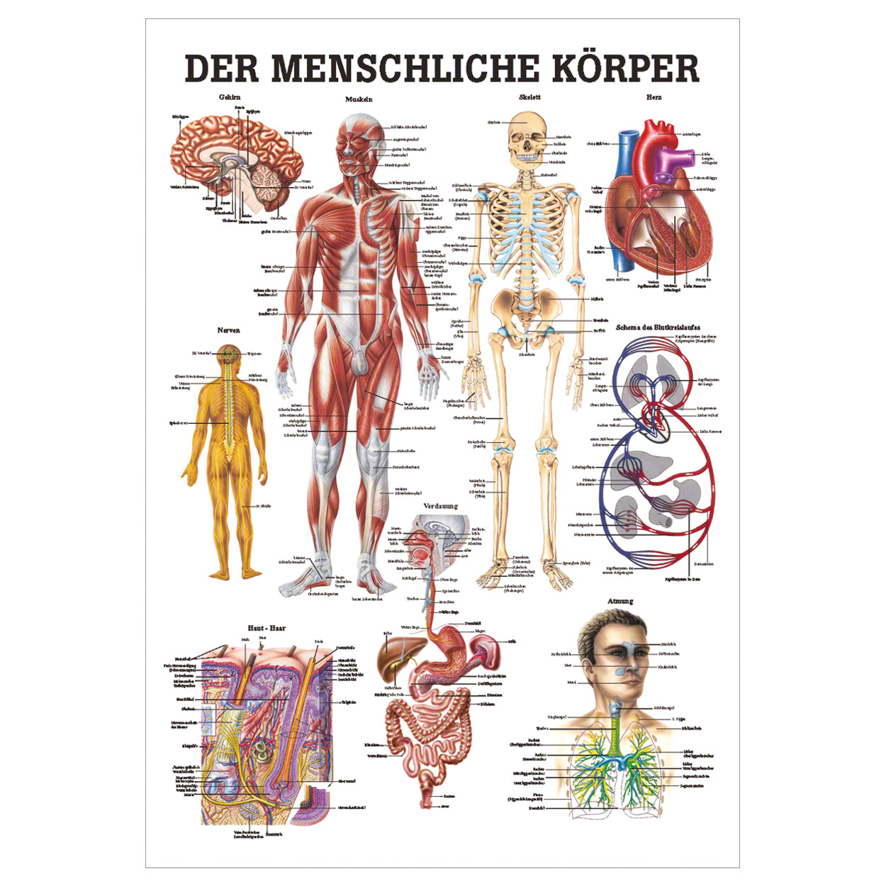 Der menschliche Körper Lehrtafel Anatomie 100x70 cm medizinische Lehrmittel<br> Nicht Laminiert
