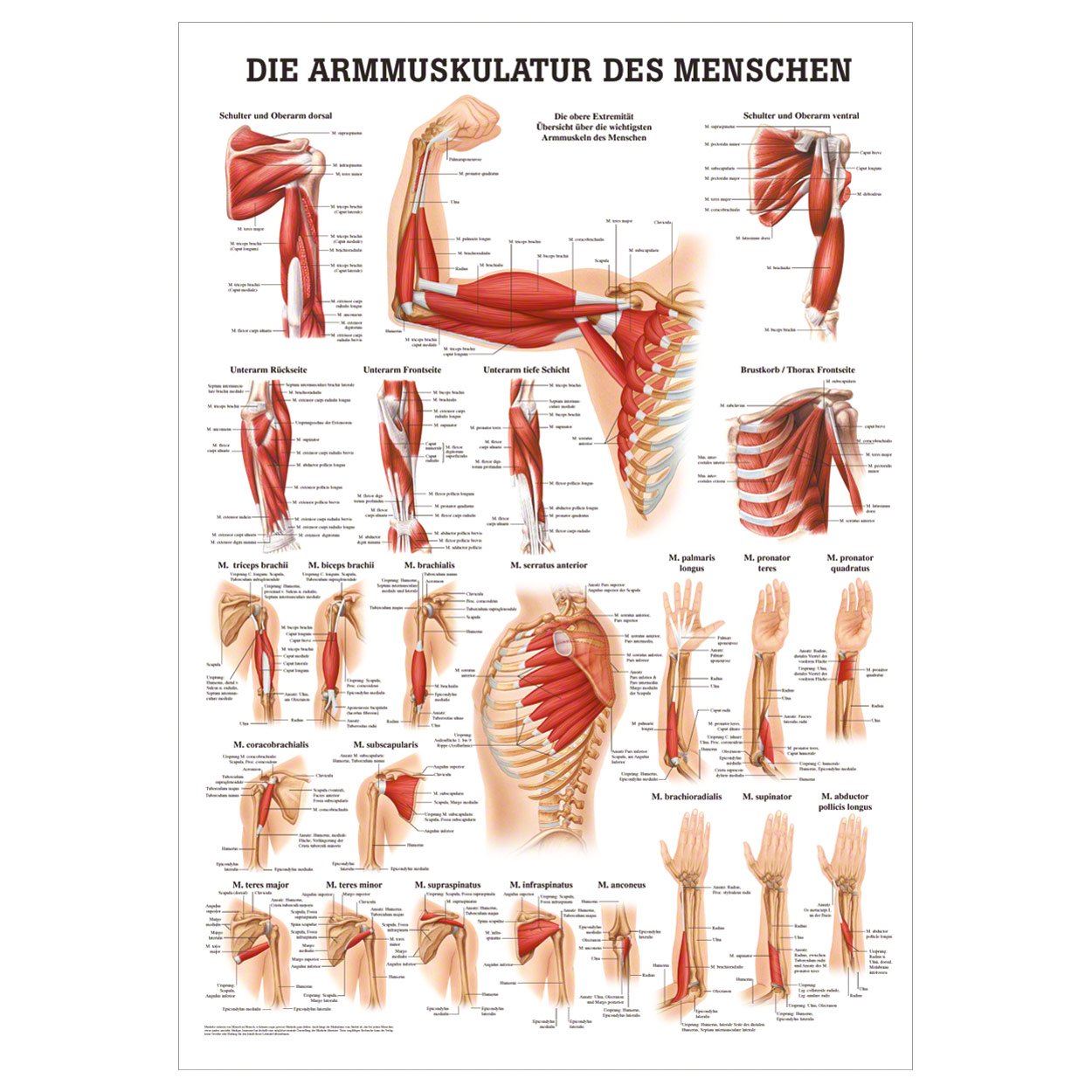 Sport-Tec Menschliches Muskelsystem Lehrtafel Anatomie 100x70 cm medizinische Lehrmittel 