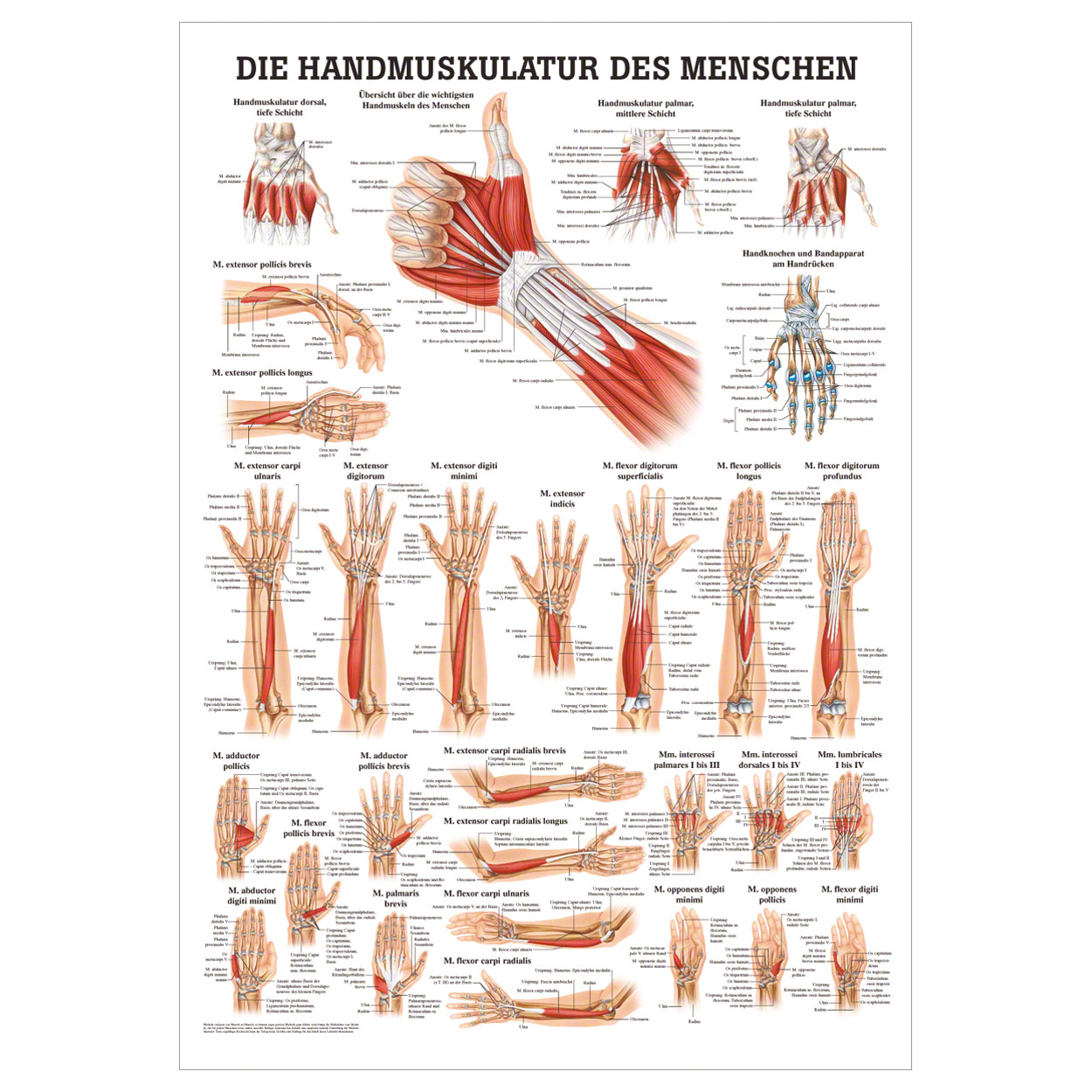 Handmuskulatur Poster Anatomie 70x50 cm medizinische Lehrmittel<br> Nicht Laminiert