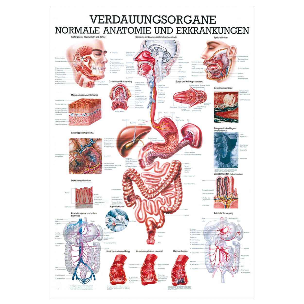Verdauungsorgane Lehrtafel Anatomie 100x70 cm medizinische Lehrmittel<br> Nicht Laminiert