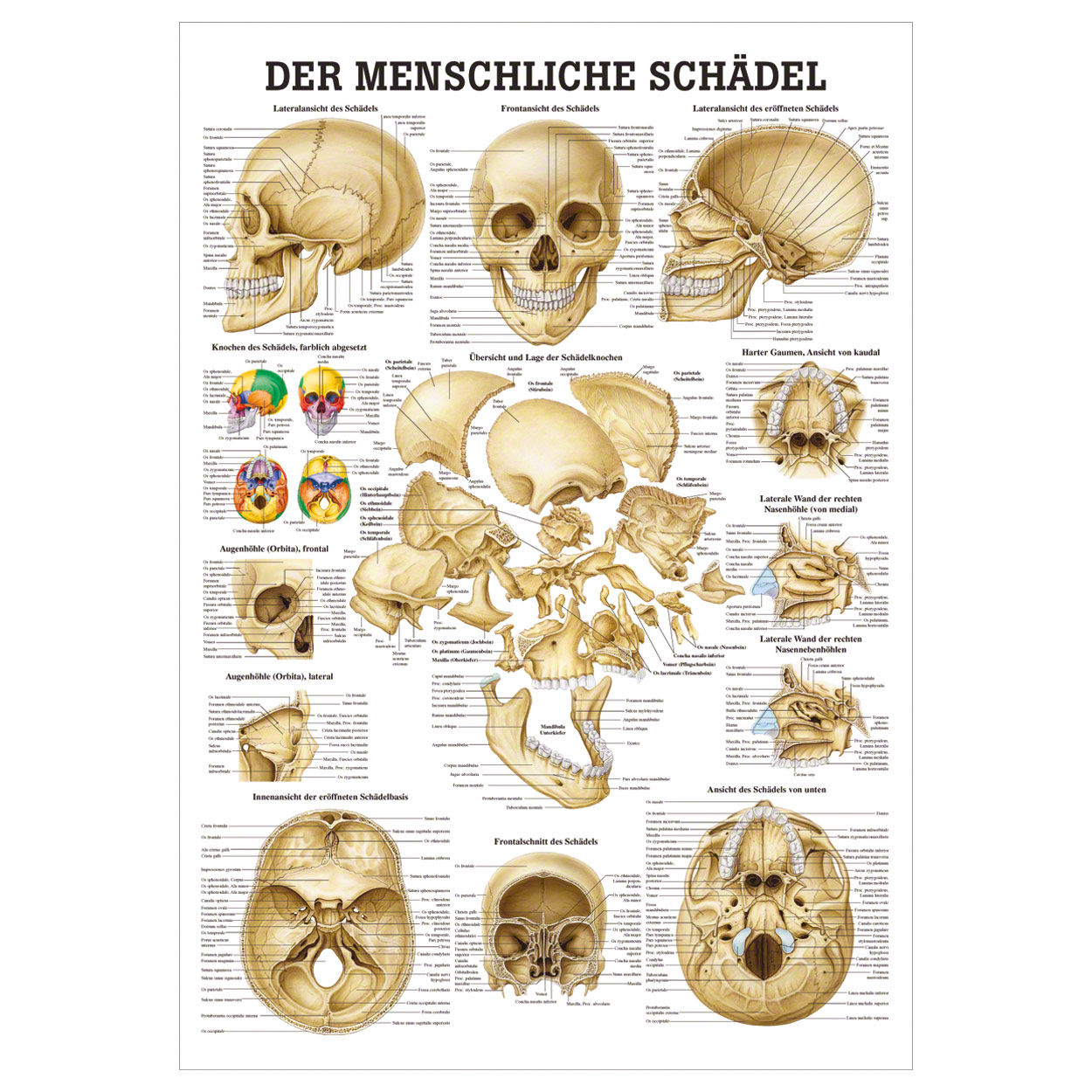 Schädel und Schädelknochen Lehrtafel Anatomie 100x70 cm medizinische Lehrmittel<br> Nicht Laminiert