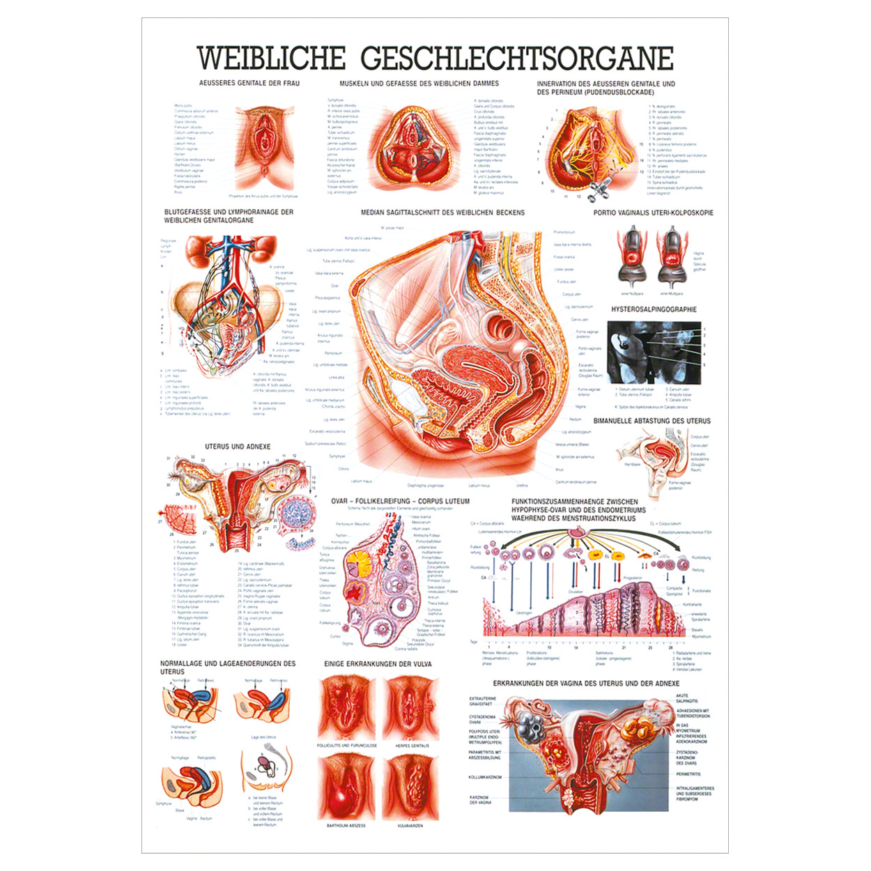 Weibliche Geschlechtsorgane Lehrtafel Anatomie 100x70 cm medizinische Lehrmittel<br> Nicht Laminiert