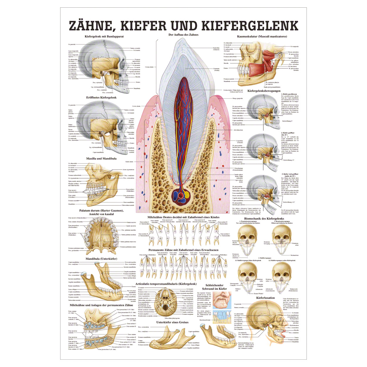 Zähne und Kiefergelenk Lehrtafel Anatomie 100x70 cm medizinische Lehrmittel<br> Nicht Laminiert