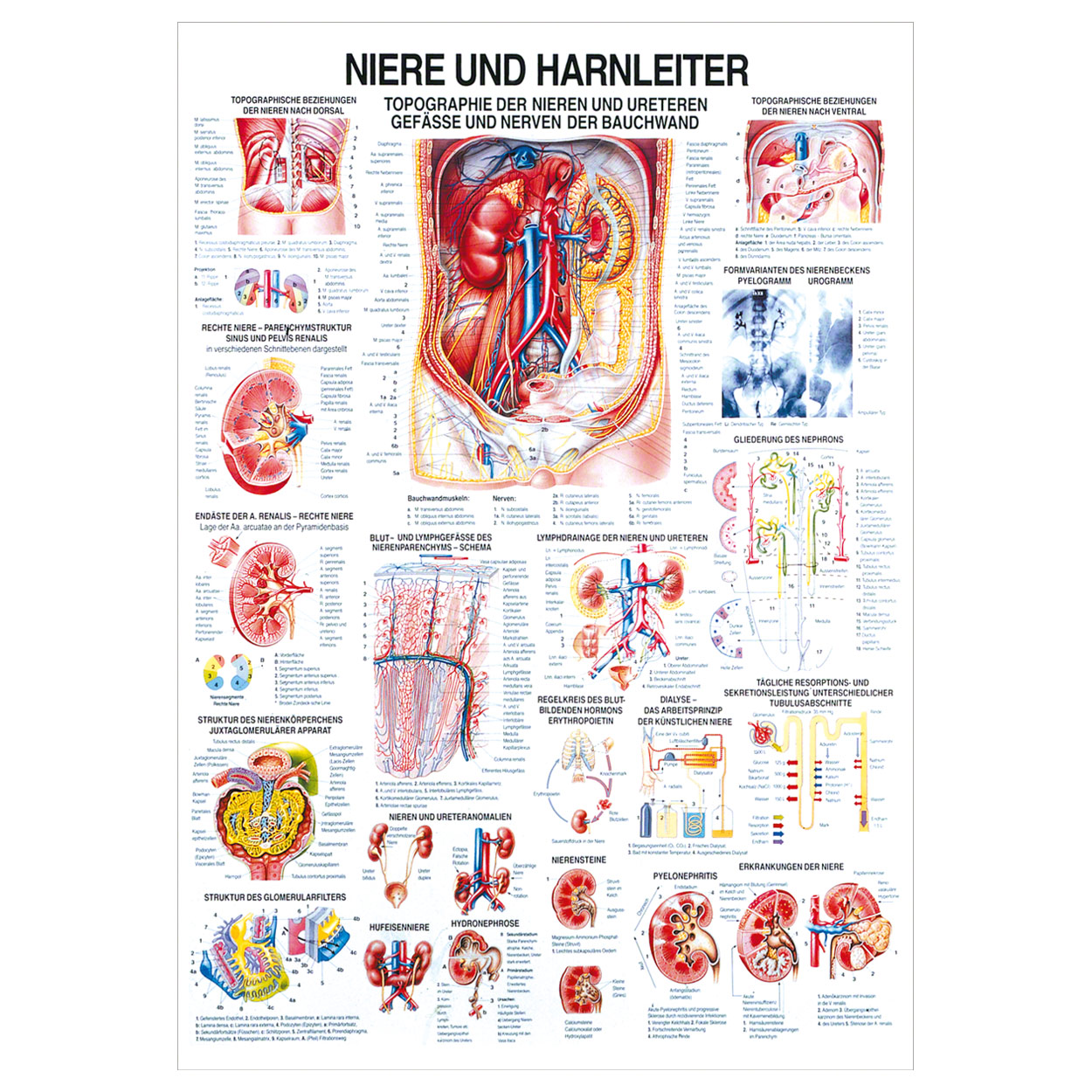 Niere und Harnleiter Lehrtafel Anatomie 100x70 cm medizinische Lehrmittel<br> Nicht Laminiert