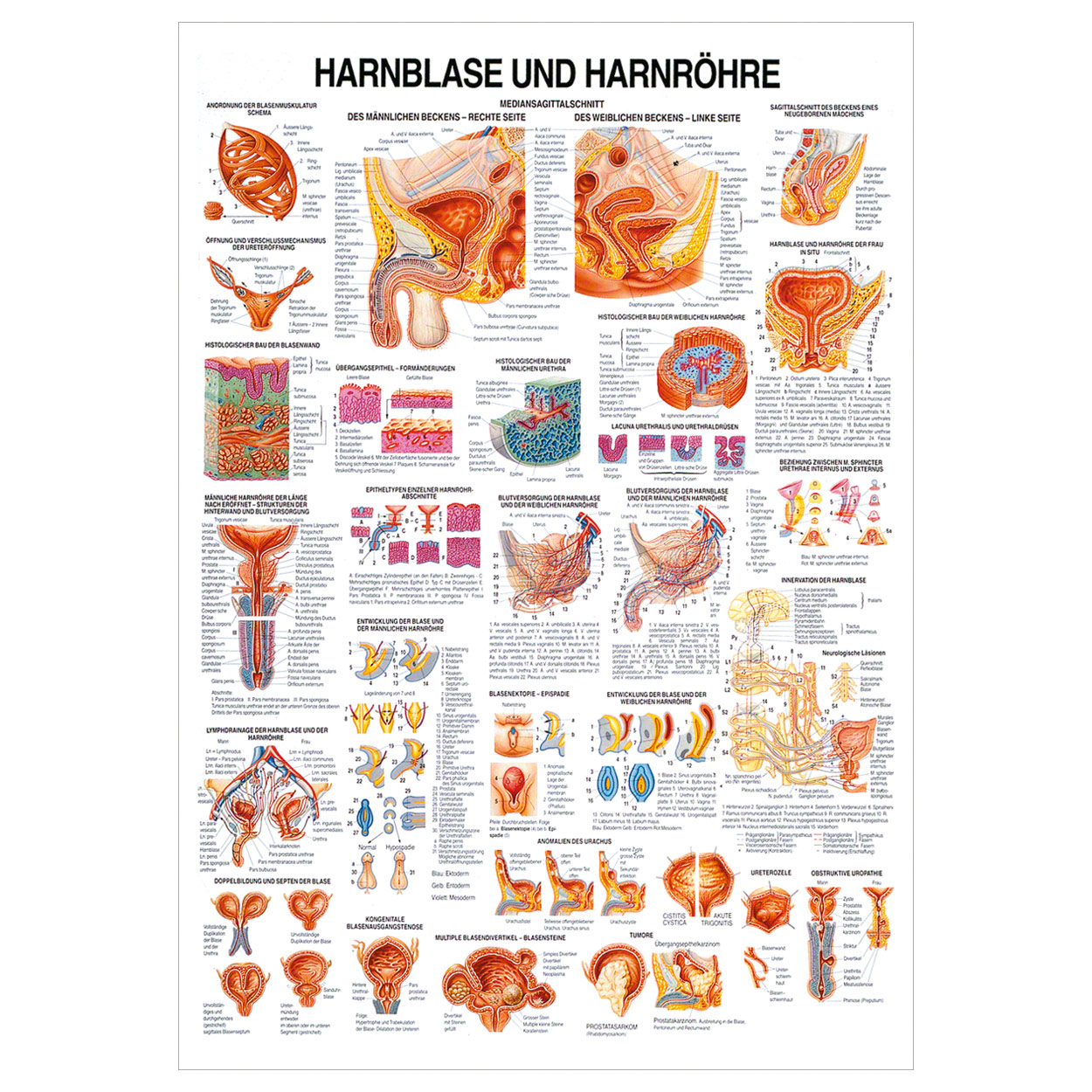 Hanrblase und Harnröhre Lehrtafel Anatomie 100x70 cm medizinische Lehrmittel<br> Nicht Laminiert
