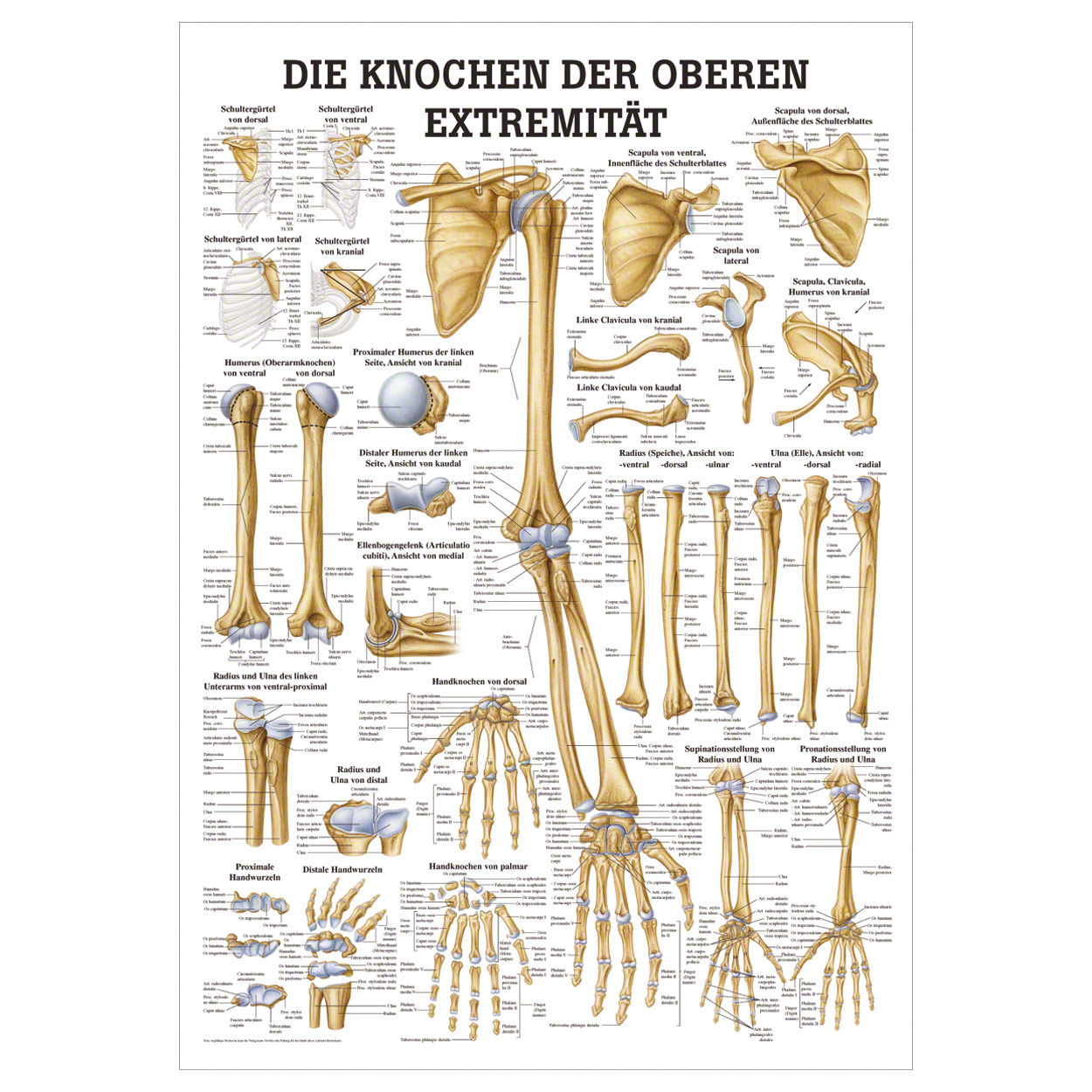 Die Knochen der oberen Extremität Lehrtafel Anatomie 100x70 cm med. Lehrmittel<br> Nicht Laminiert