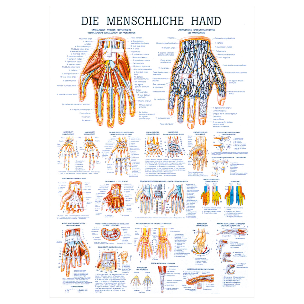 Die Hand Lehrtafel Anatomie 100x70 cm medizinische Lehrmittel<br> Nicht Laminiert