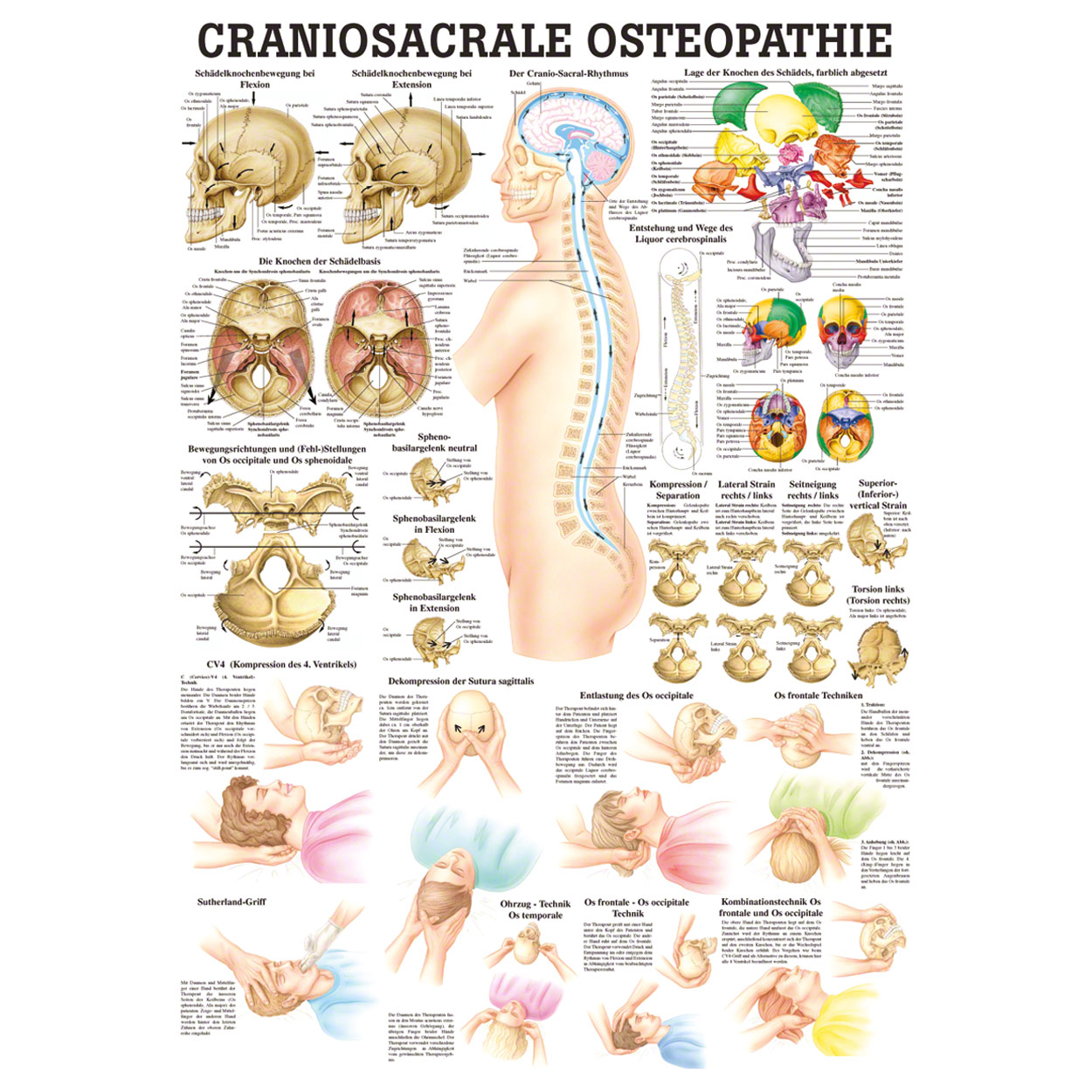Craniosacrale Osteopathie Lehrtafel Anatomie 100x70 cm medizinische Lehrmittel<br> Nicht Laminiert