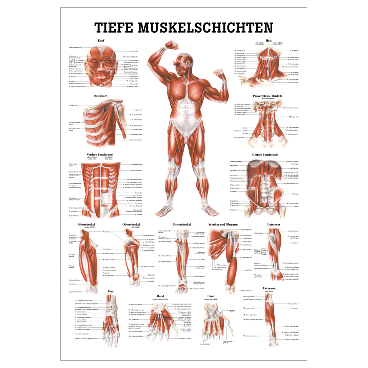 Tiefe Muskelschichten-Brust Lehrtafel Anatomie 100x70 cm medizinische Lehrmittel<br> Nicht Laminiert